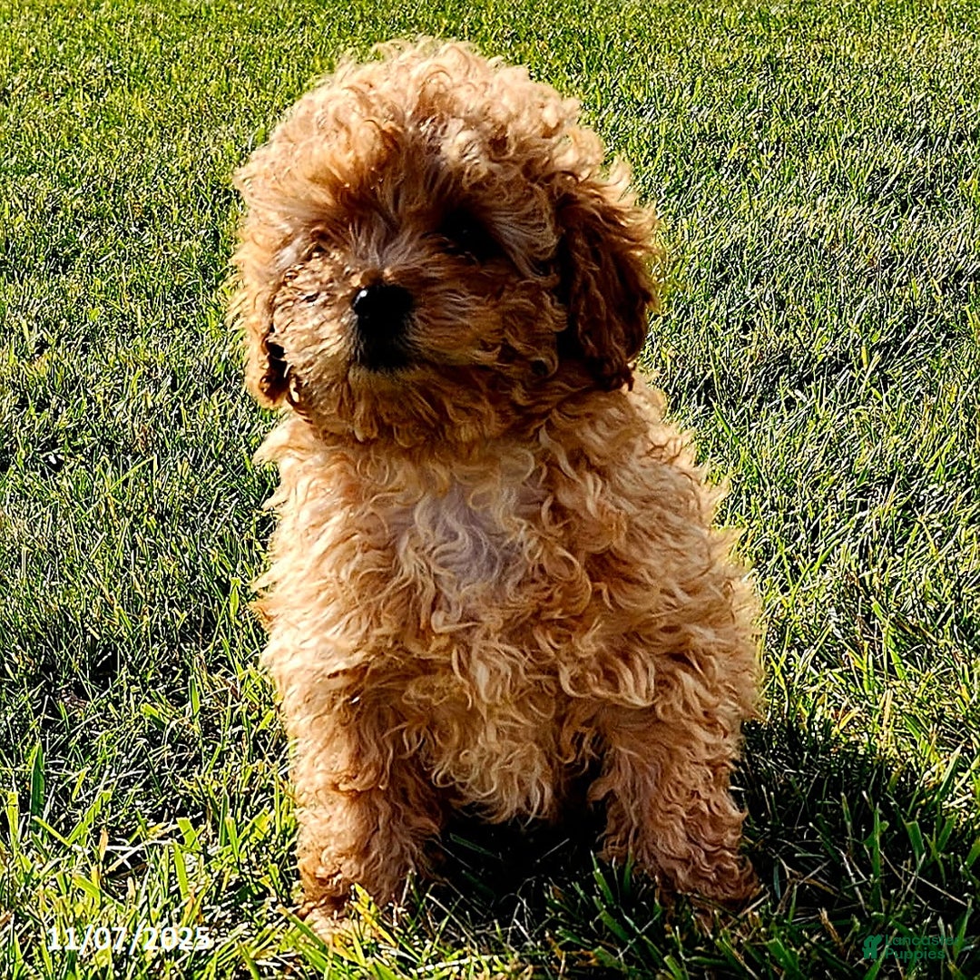 Cavapoo dogs for sale: Jake - Ad 4