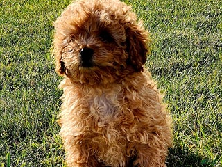 Cavapoo dogs - Ad 13