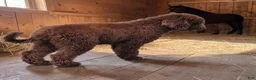 Bernedoodle dogs for sale: Ginger w golden eyes  - Ad 13