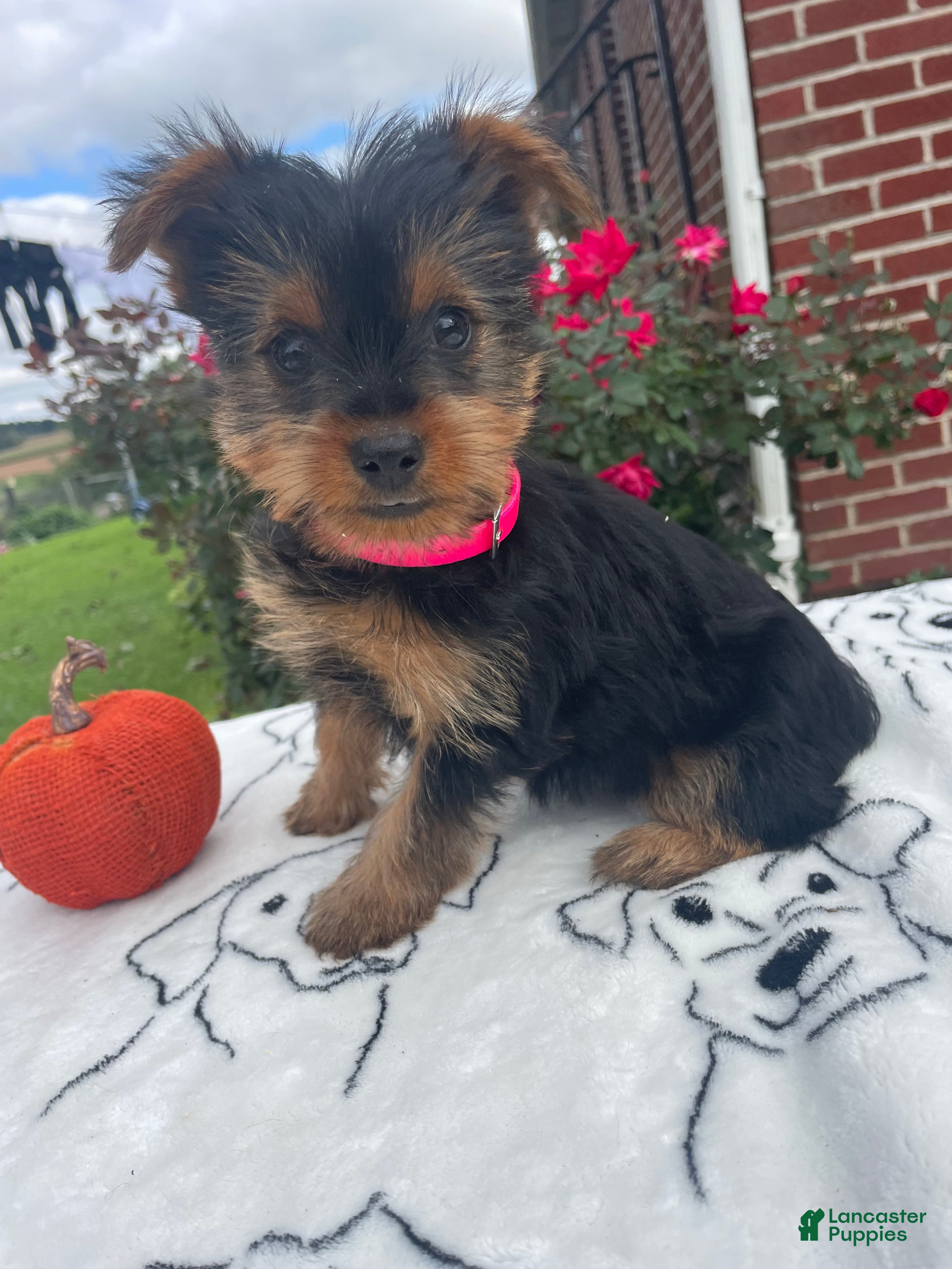 Yorkshire Terrier dogs Trinket - Ad 2