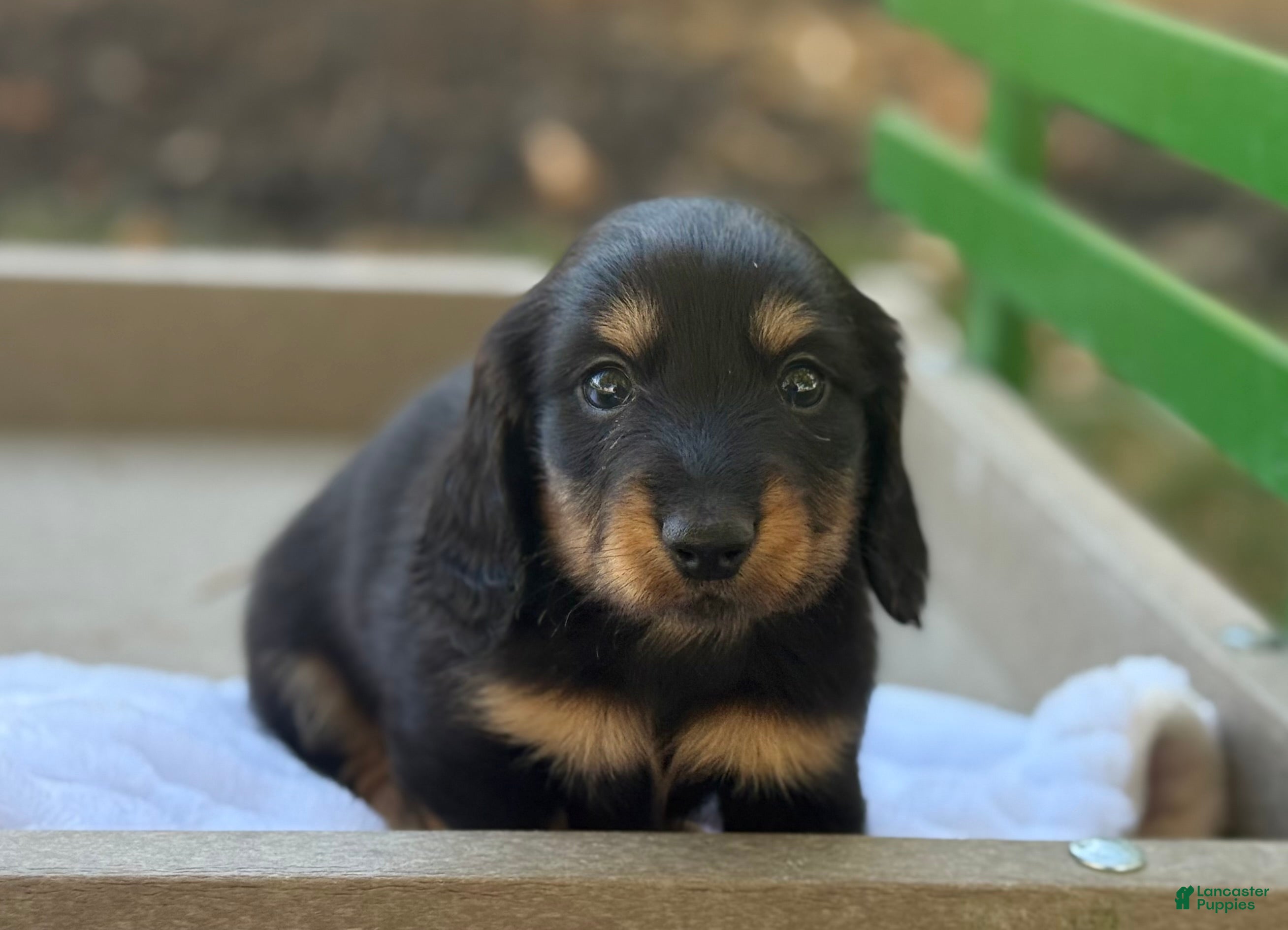 Miniature Dachshund dogs Fighter - Ad 16