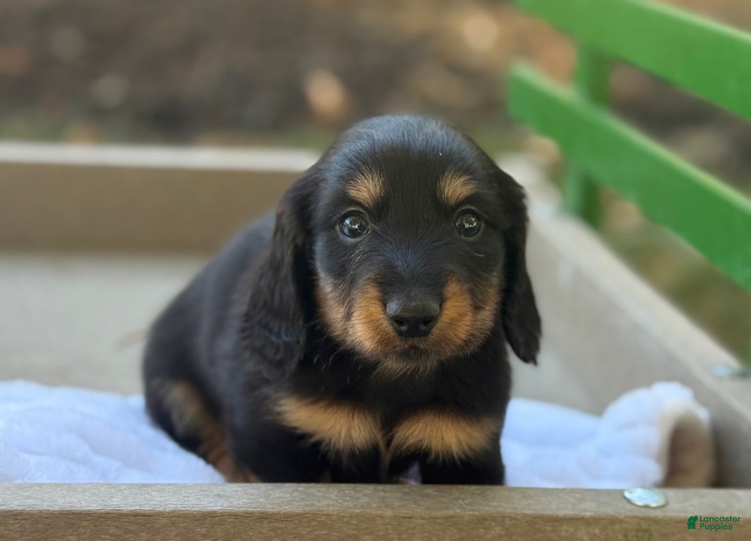 Miniature Dachshund dogs for sale: Fighter - Ad 5