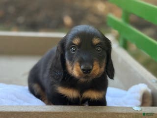 Miniature Dachshund dogs Fighter - Ad 41