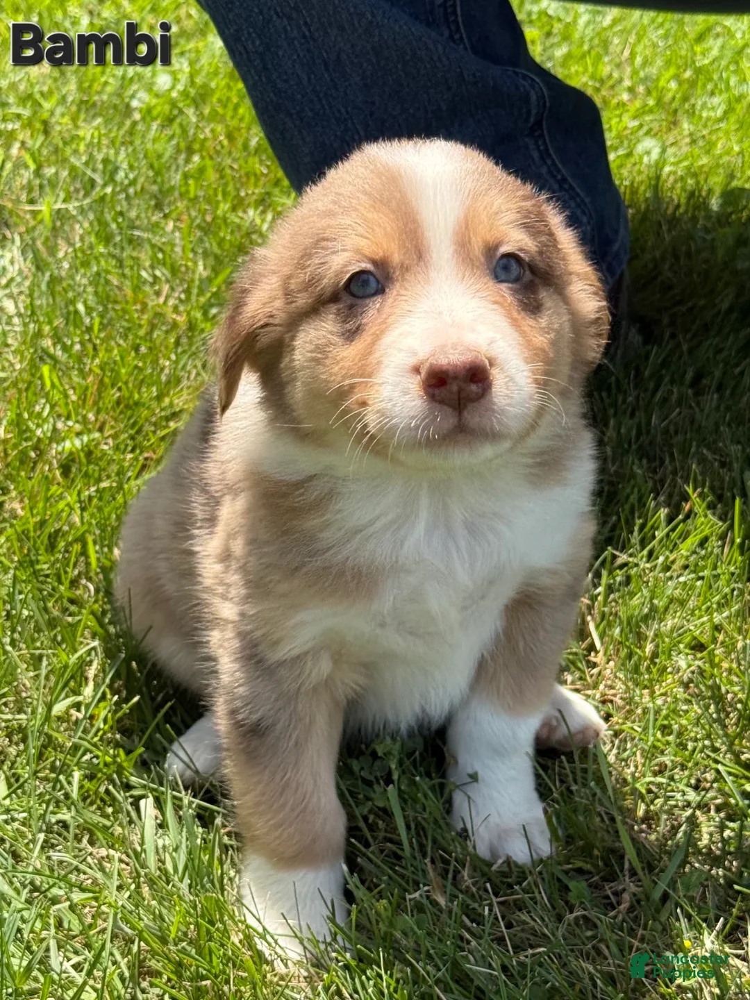 Australian Shepherd dogs for sale: Australian Shepherd 5 - Ad 2