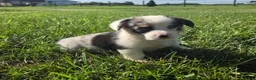 Mixed Breed dogs for sale: Teddy - Ad 1