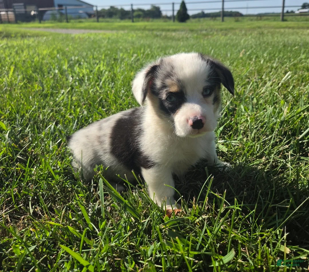 Mixed Breed dogs for sale: Teddy - Ad 1