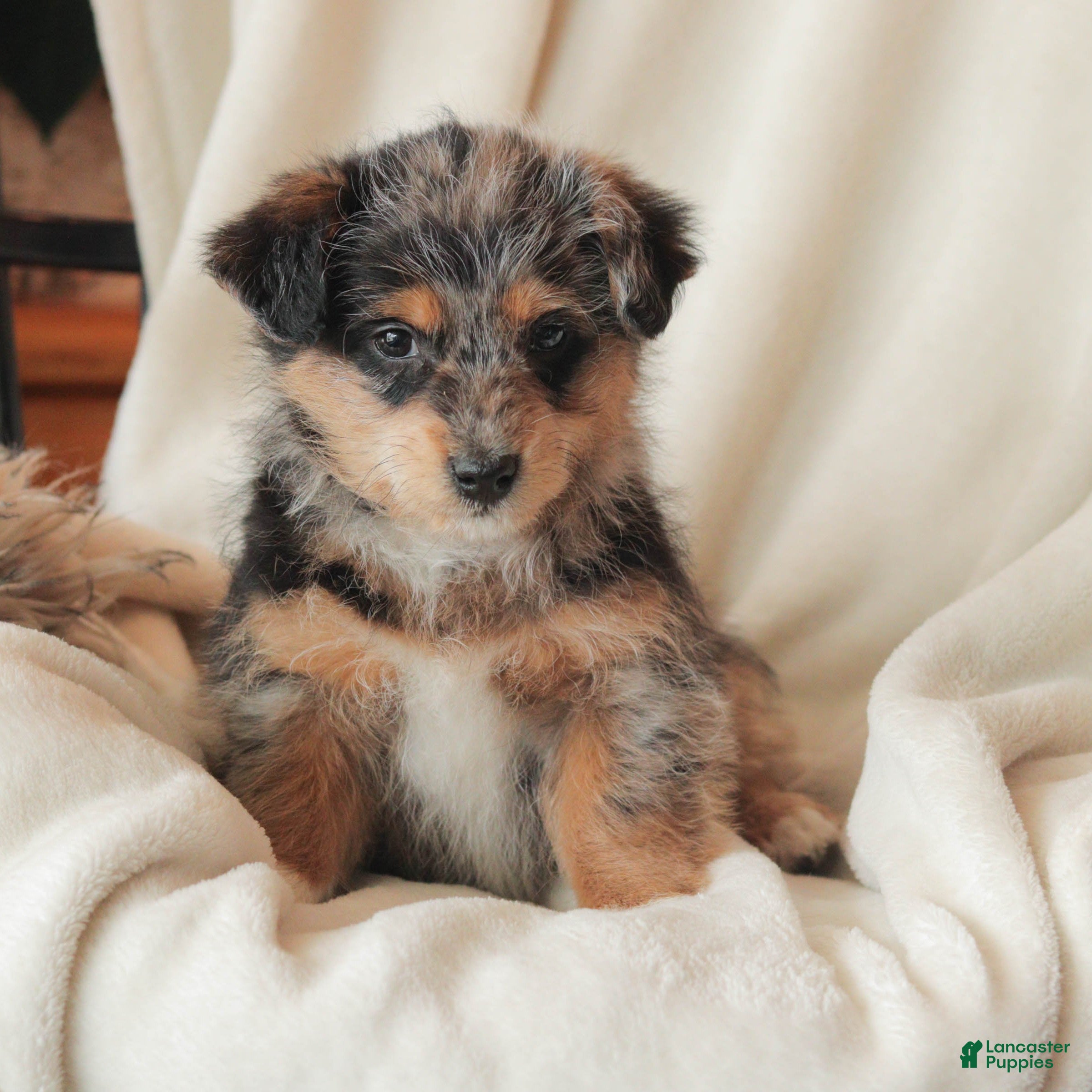 Mixed Breed dogs Nibbles - Ad 1