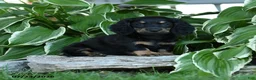 Miniature Dachshund dogs for sale: Winter - Ad 4