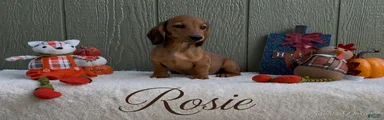 Rosie