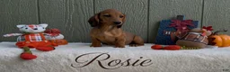 Miniature Dachshund dogs for sale: Rosie - Ad 1