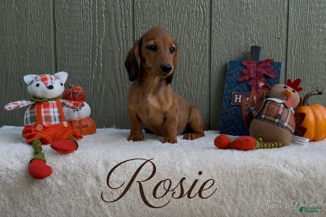 Miniature Dachshund dogs for sale: Rosie - Ad 1