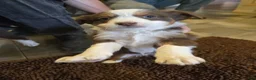 Australian Shepherd dogs for sale: Midget - Ad 4