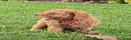 Miniature Poodle dogs for sale: Copper - AKC Mini Poodle - Ad 3