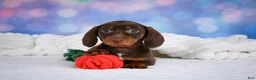 Miniature Dachshund dogs for sale: Maggie - Ad 5