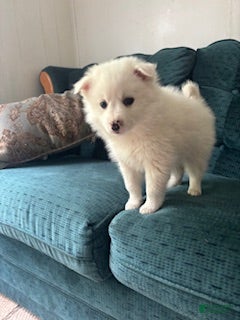 American Eskimo dogs Basil - Ad 4
