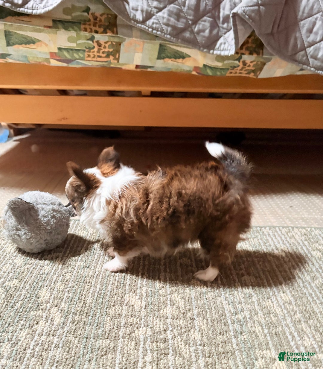 Chihuahua dogs for sale: Chihuahua Puppy 1 - Ad 2