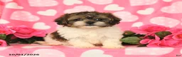 Shihpoo dogs for sale: Lance  - Ad 1