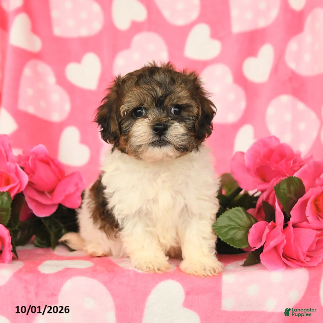 Shihpoo dogs for sale: Lance  - Ad 1