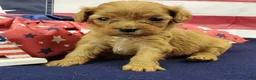 Cavapoo dogs for sale: Shay - Ad 4