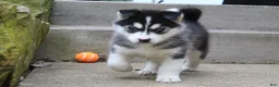 Siberian Husky dogs for sale: Suki - Ad 6