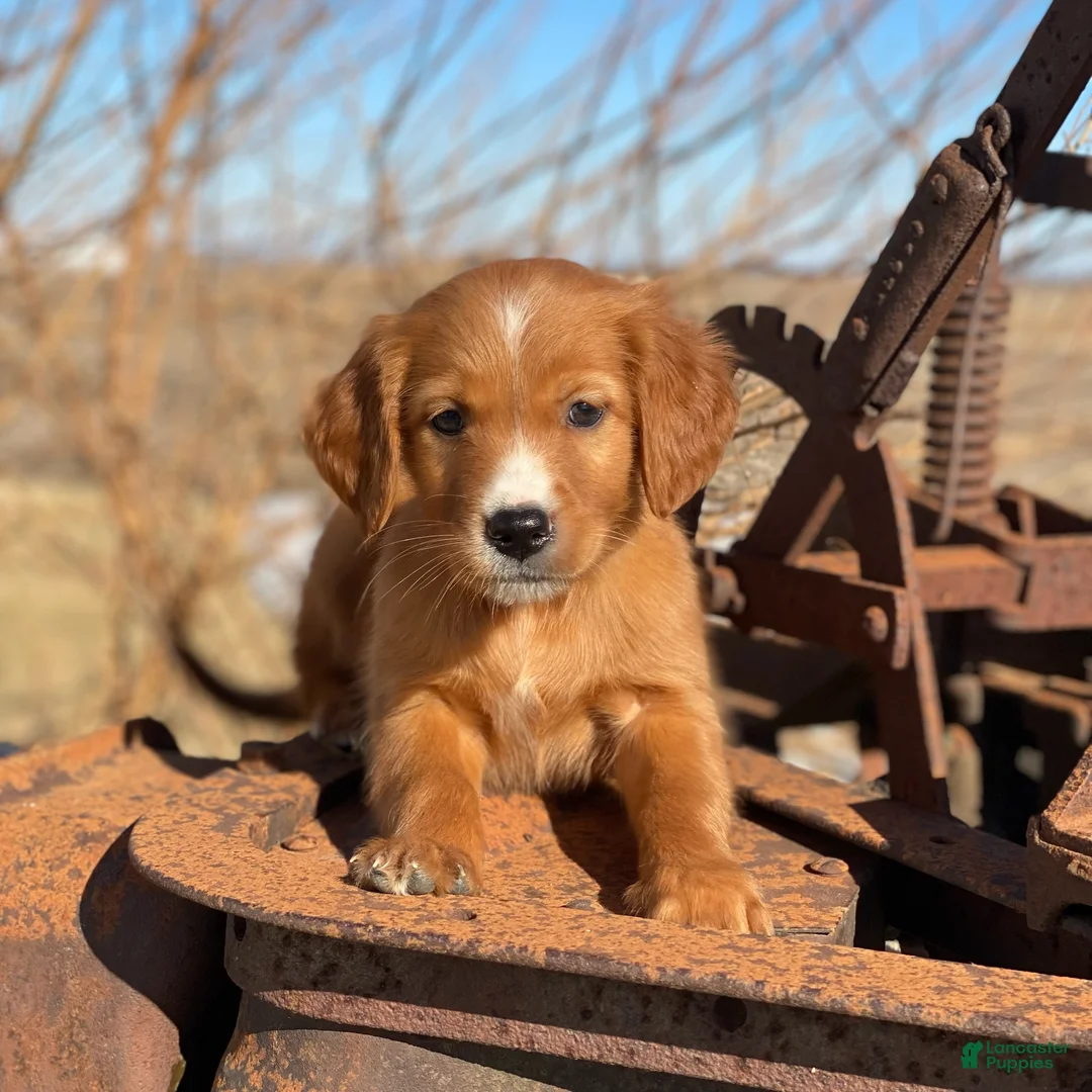 Mixed Breed dogs for sale: Blaze - Ad 3