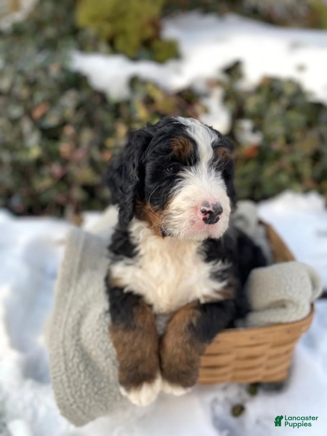 Bernedoodle dogs for sale: Bear - Ad 2