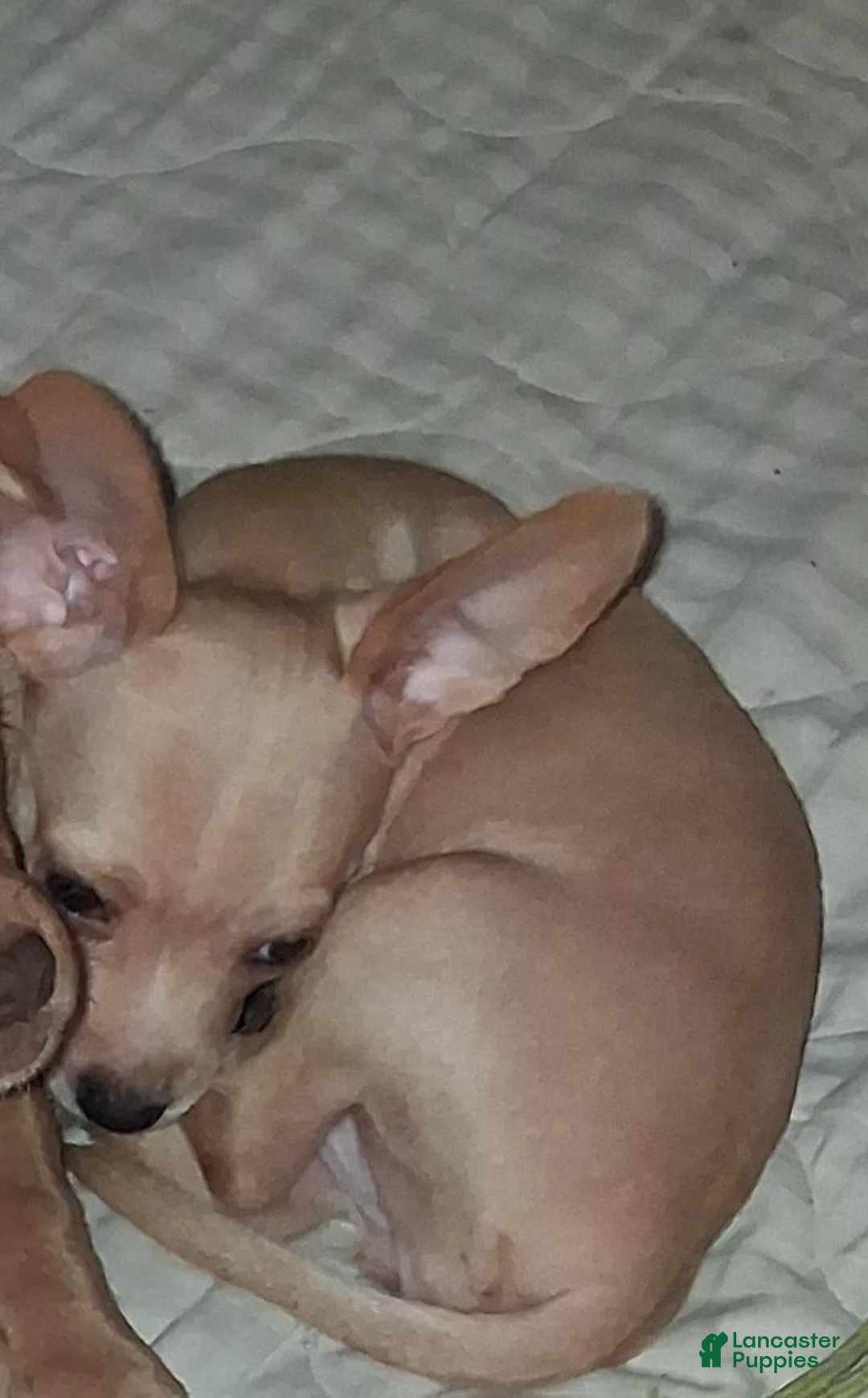 Mixed Breed dogs for sale: Mixed Breed 1 - Ad 7