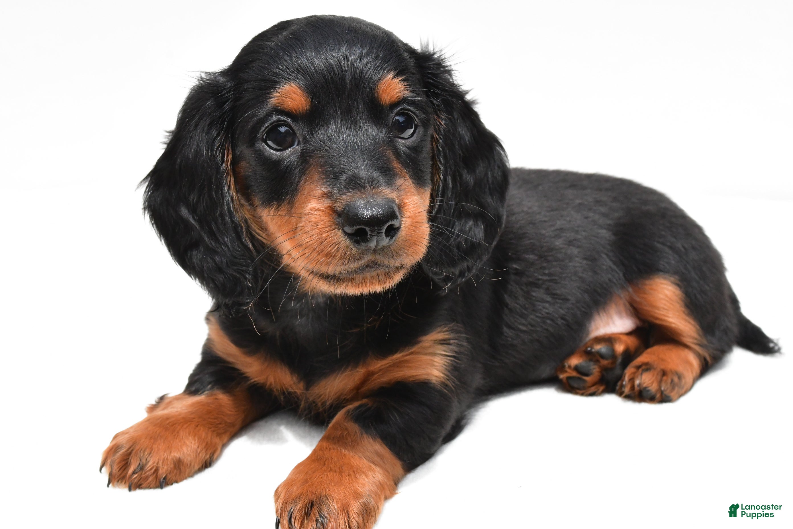 Miniature Dachshund dogs Knox  - Ad 1