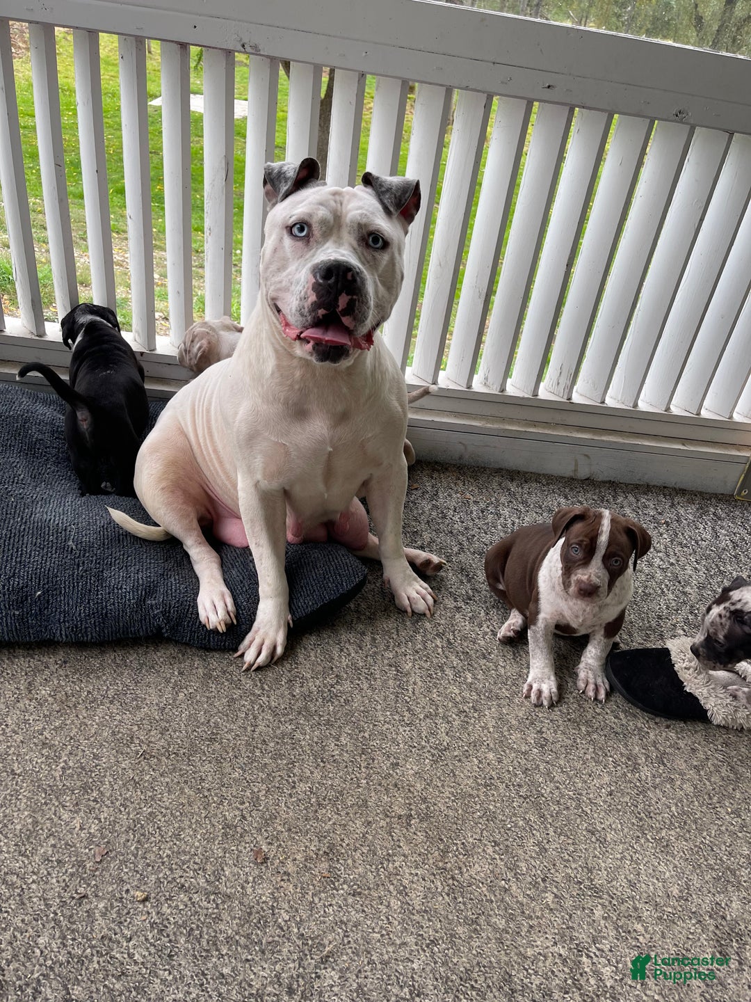 American Bully dogs for sale: Brisco - Ad 5