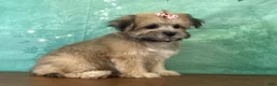 Teddy Bear dogs for sale: Derby - Ad 2