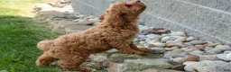 Cavapoo dogs for sale: NELLIE - Ad 10