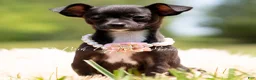 Chihuahua dogs for sale: Starry - Ad 3