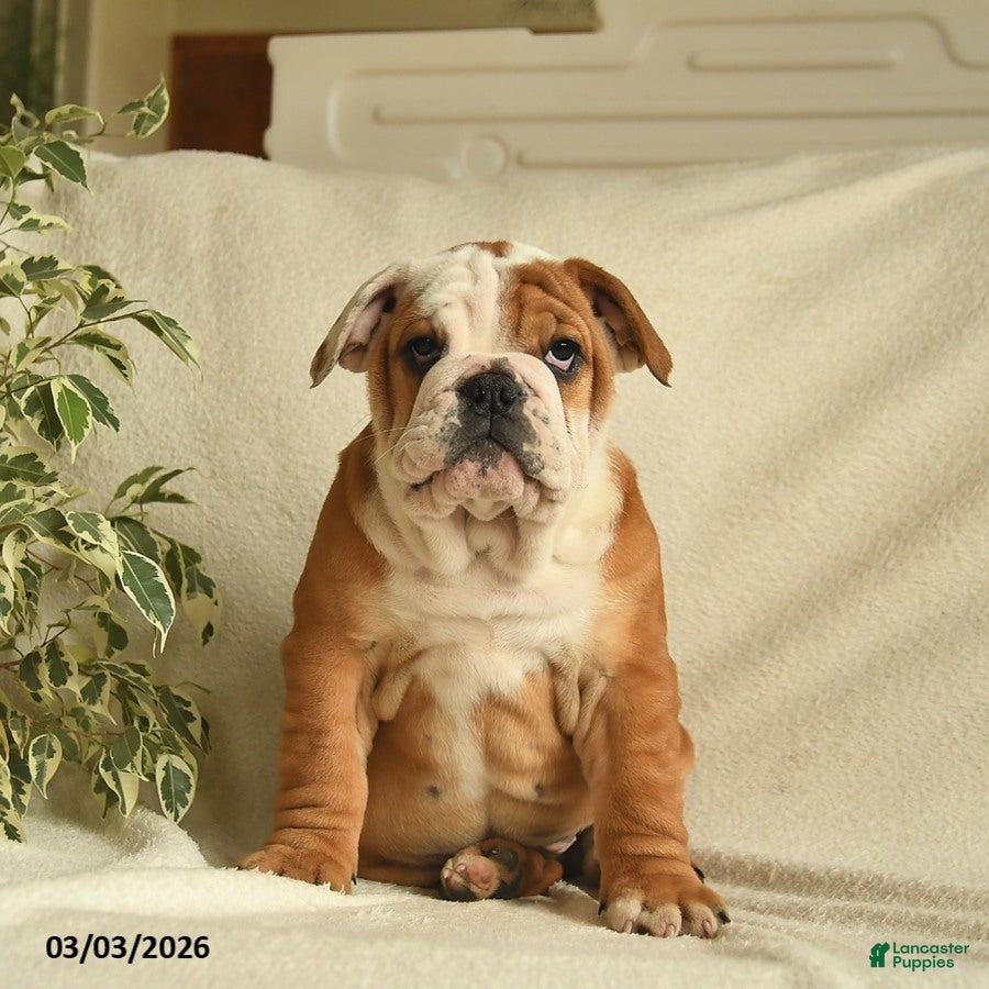 English Bulldog dogs Beatrice - Ad 2