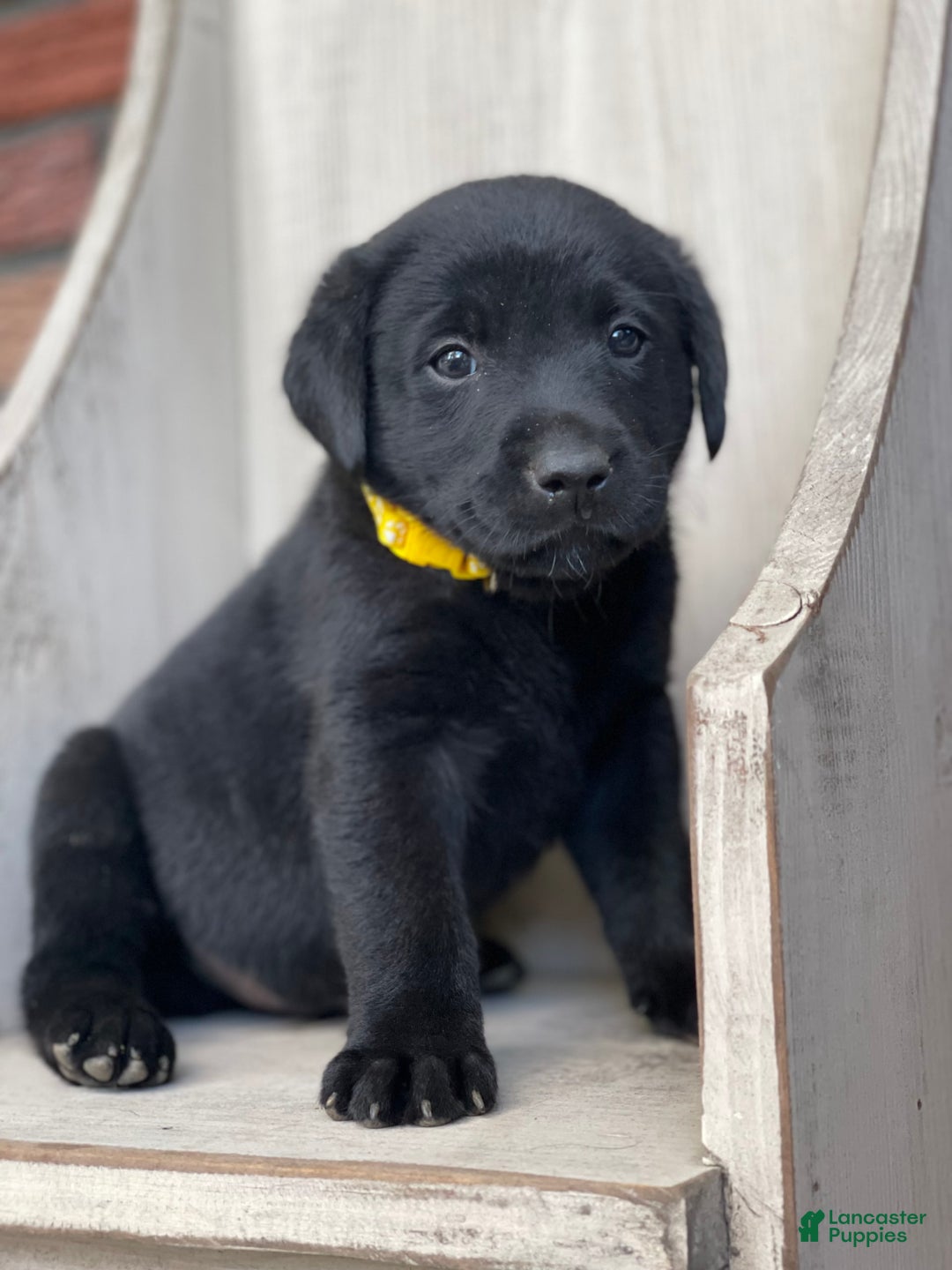 Gallery Image {{count}}