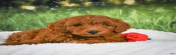 Mini Goldendoodle dogs for sale: Cooper - Ad 11