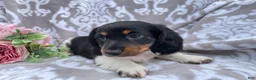 Miniature Dachshund dogs for sale: Hunter - Ad 6