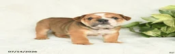 English Bulldog dogs for sale: Ty  - Ad 1