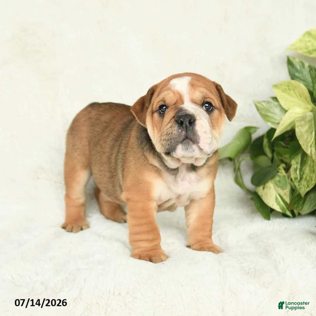 English Bulldog dogs for sale: Ty  - Ad 1