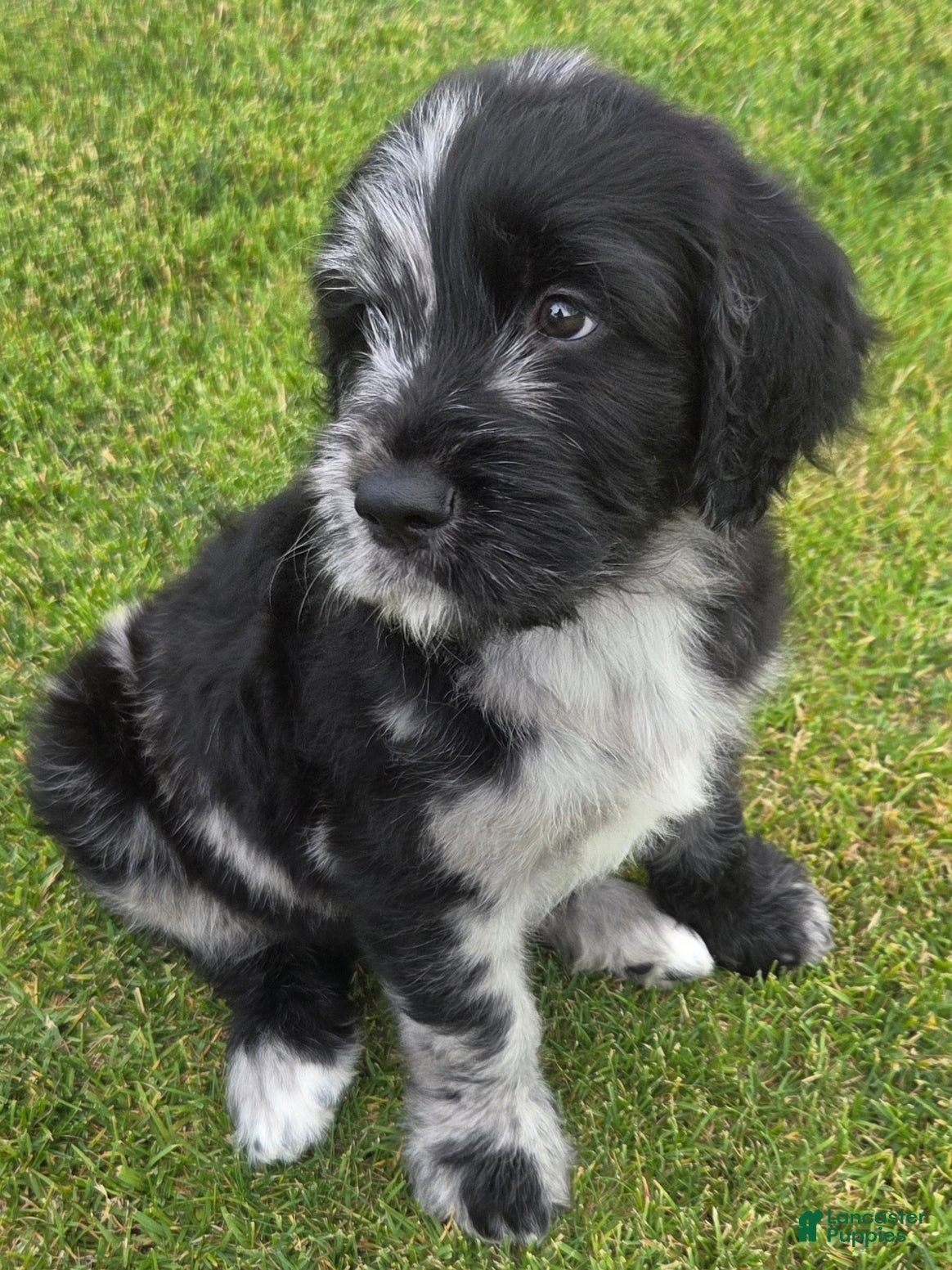 Goldendoodle dogs Ash - Ad 2