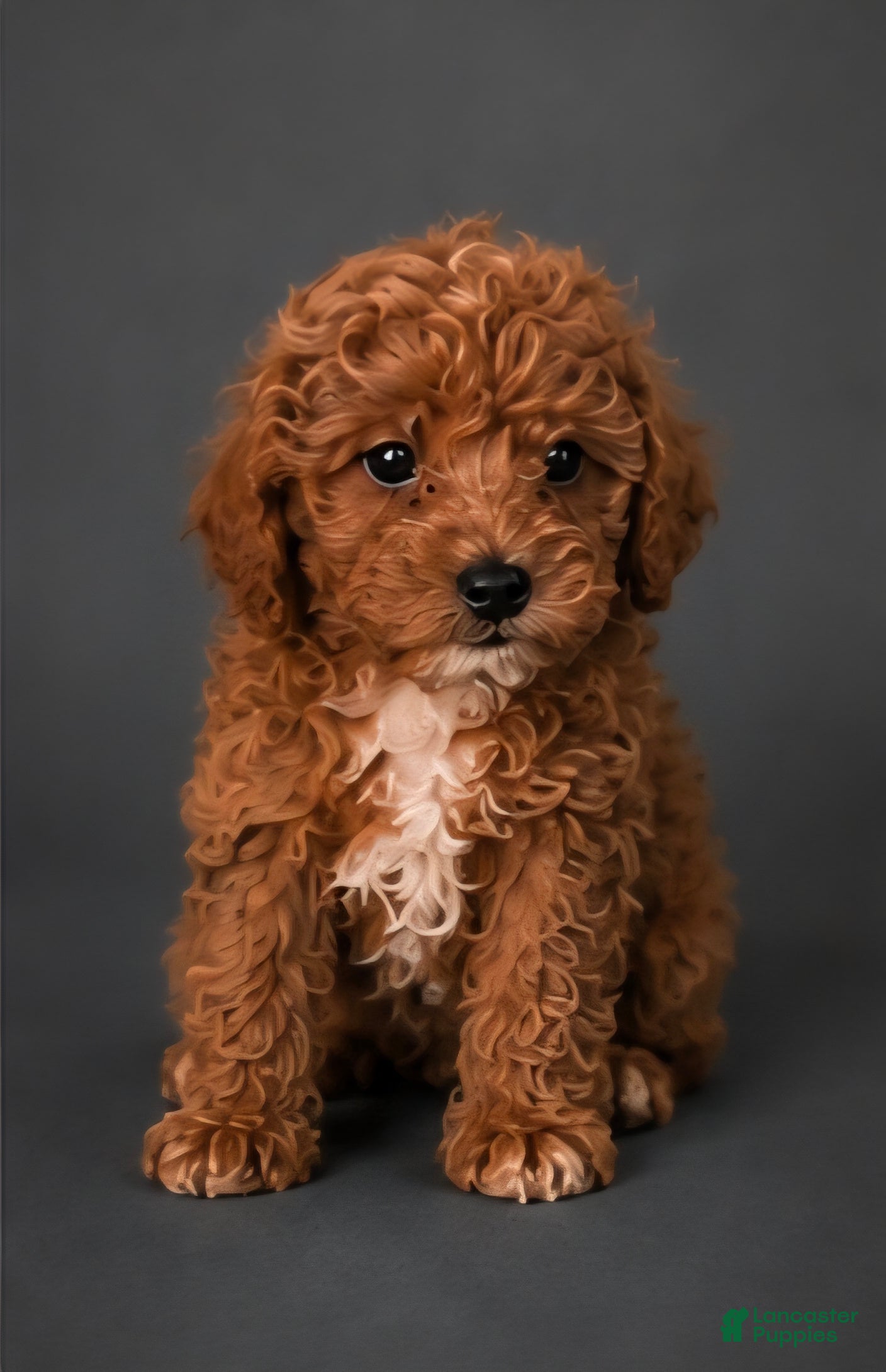 Miniature Poodle dogs Miniature Poodle Puppy 6 - Ad 30