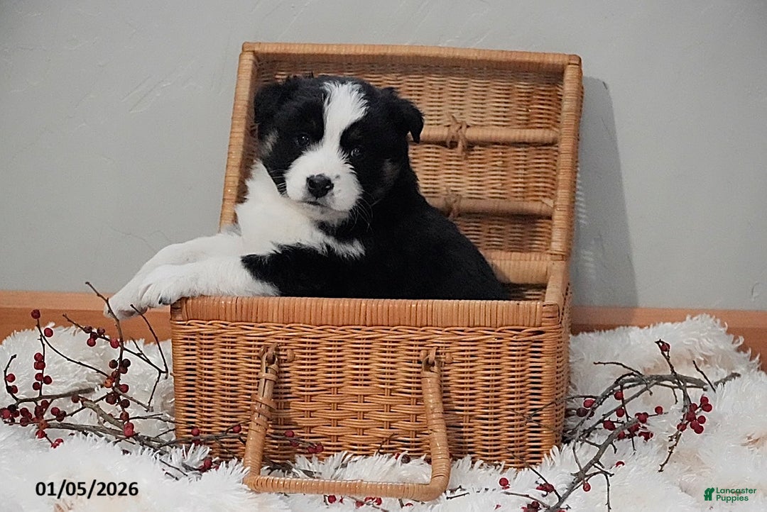 Australian Shepherd dogs for sale: Addy - Ad 5