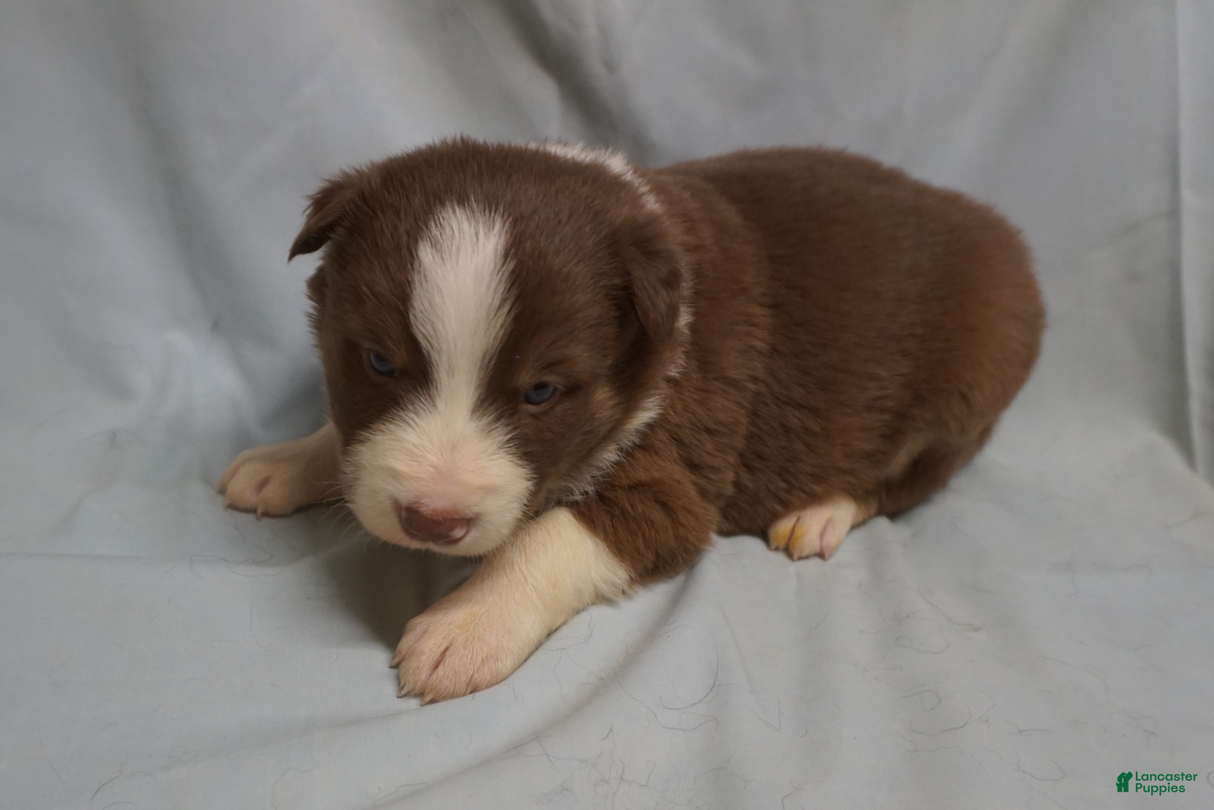 Border Collie dogs Whitley,  Puppy 3 - Ad 41