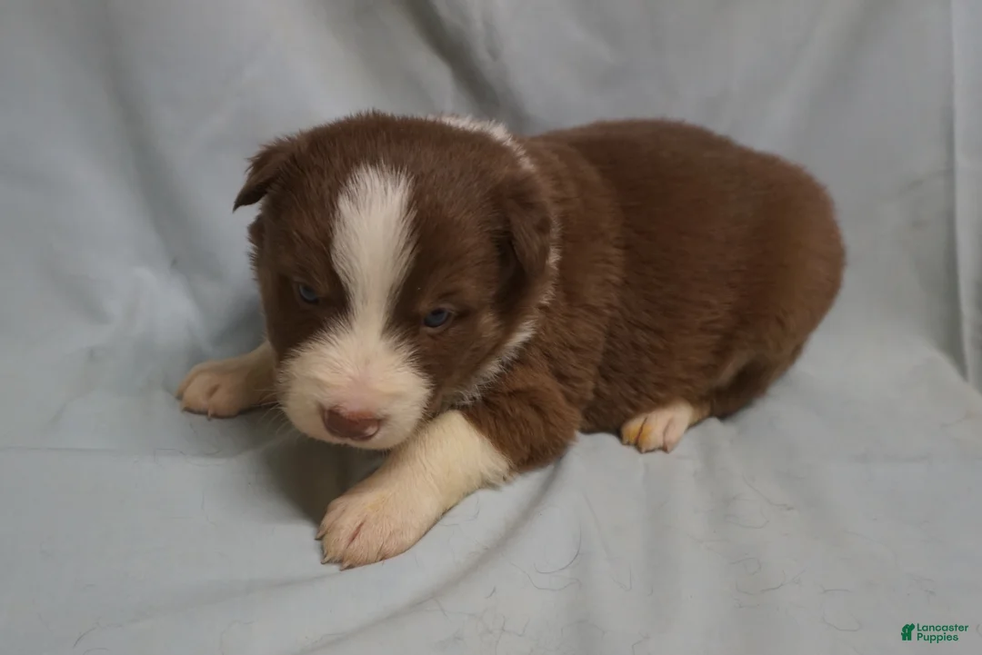 Border Collie dogs for sale: Whitley,  Puppy 3 - Ad 1