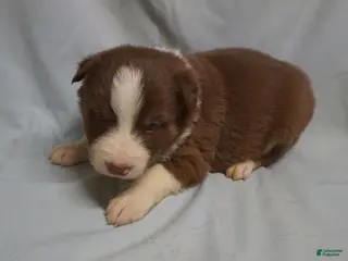 Border Collie dogs Whitley, Puppy 3 - Ad 41