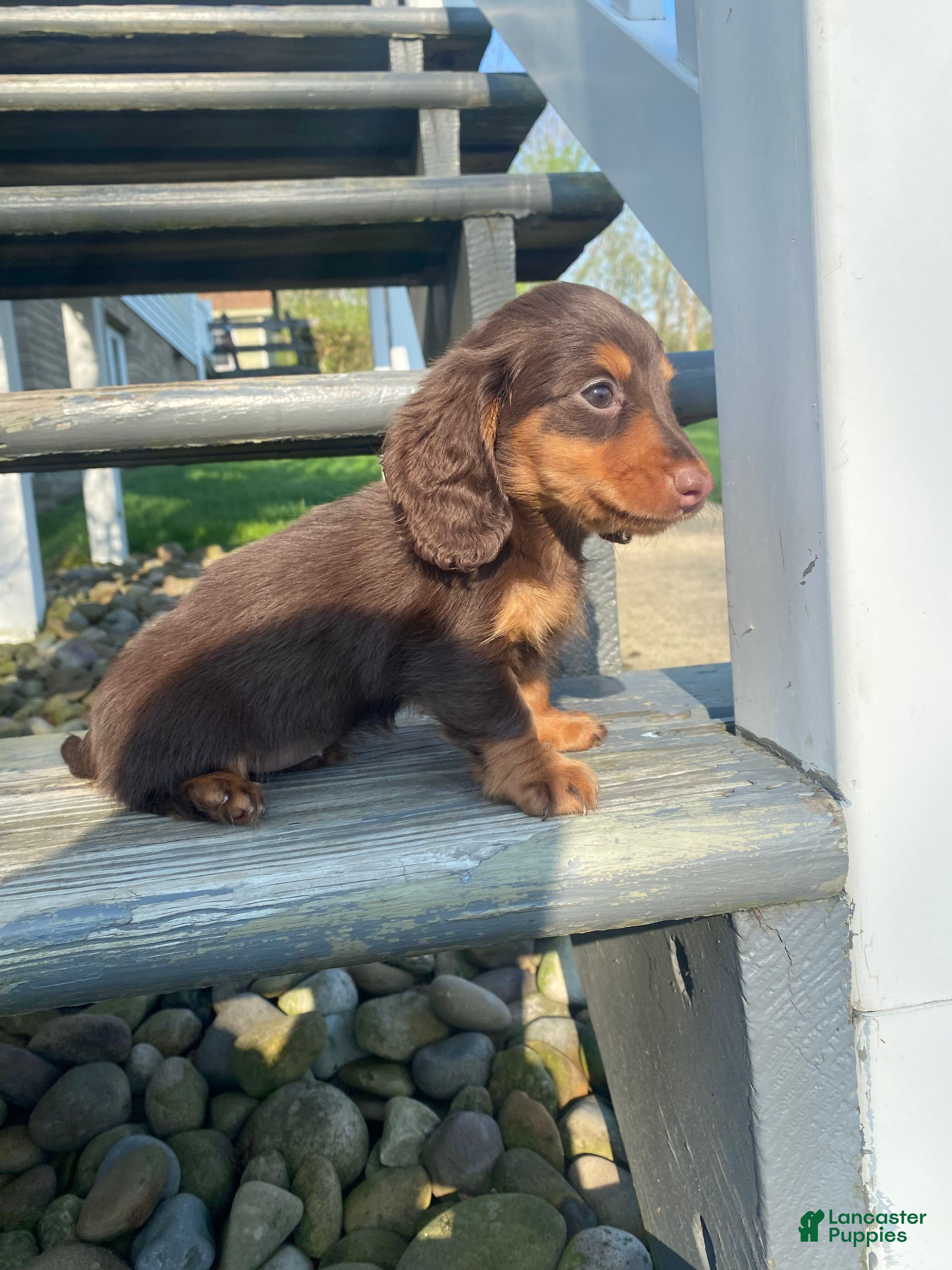 Miniature Dachshund dogs Bella - Ad 1