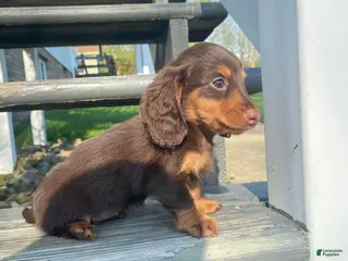 Miniature Dachshund dogs for sale: Bella - Ad 2