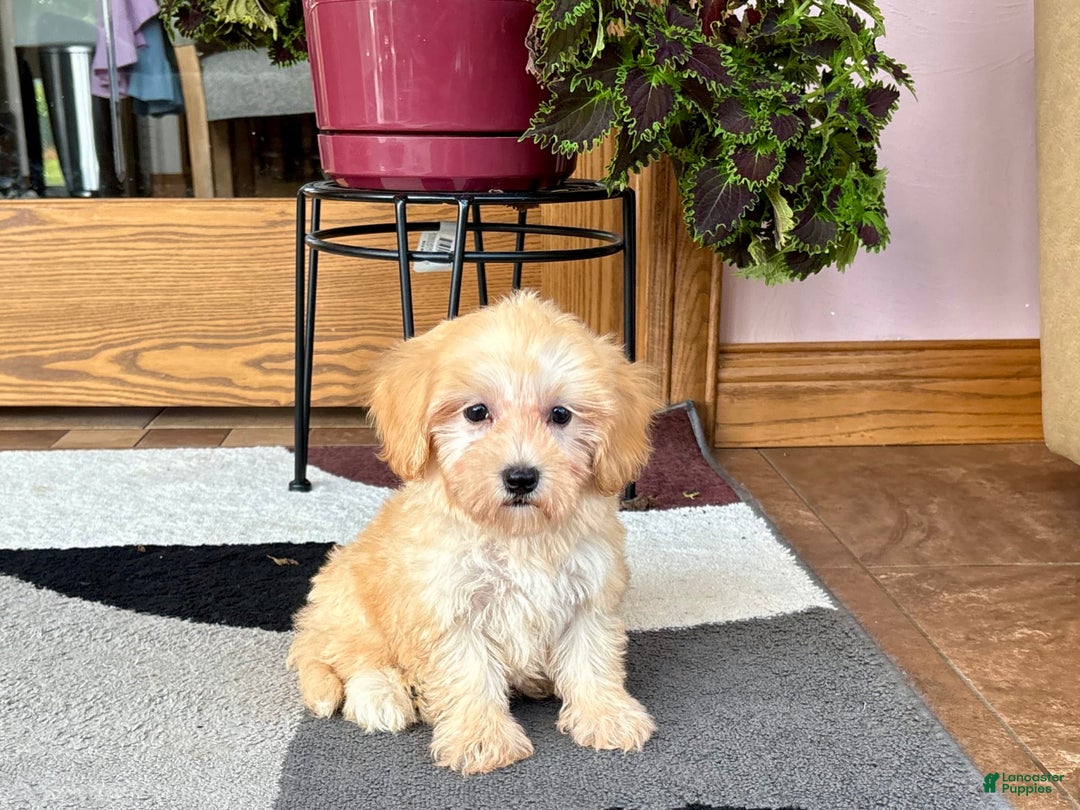 Maltipoo dogs for sale: Morty - Ad 4