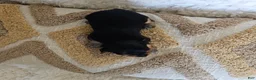 Mixed Breed dogs for sale: TCup Mickey - Ad 3