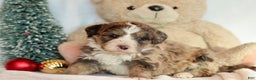 Bernedoodle dogs for sale: Dasher - Ad 1
