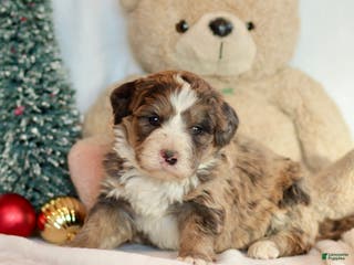 Bernedoodle dogs Dasher - Ad 4